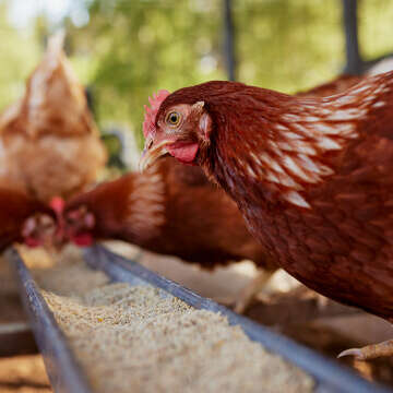 Gefluegelfutter Bubblenavibanner